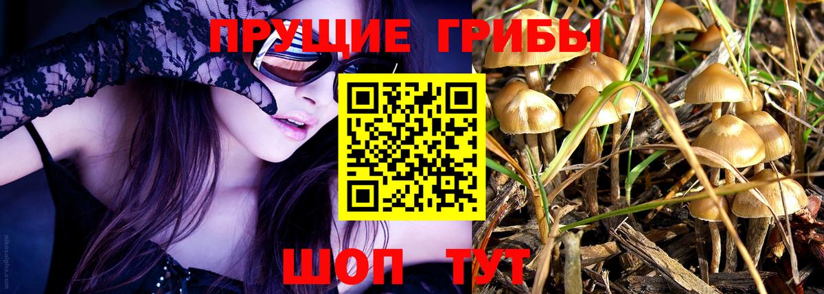 Псилоцибиновые грибы Psilocybe Донской